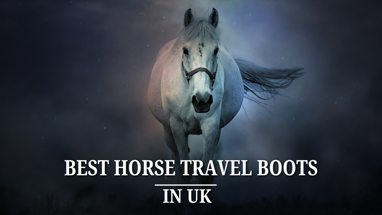Best Horse travel boots In UK